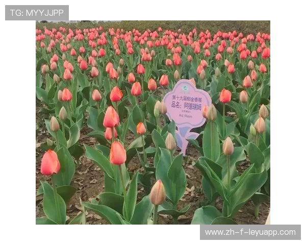 太阳轮换演练成效显著，替补点活力小爆发